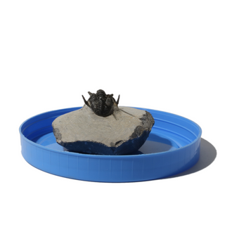 Trilobite Fossil on Stone Stand - U#15 - 3/4" from The Rock Space