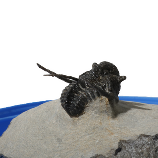 Trilobite Fossil on Stone Stand - U#15 - 3/4"