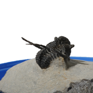 Trilobite Fossil on Stone Stand - U#15 - 3/4" from The Rock Space