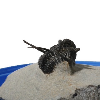 Trilobite Fossil on Stone Stand - U#15 - 3/4" from The Rock Space