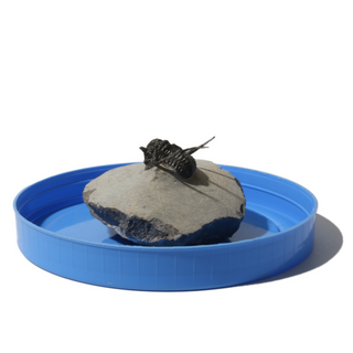 Trilobite Fossil on Stone Stand - U#15 - 3/4"    from Stonebridge Imports