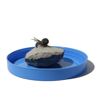 Trilobite Fossil on Stone Stand - U#15 - 3/4"    from Stonebridge Imports