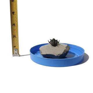 Trilobite Fossil on Stone Stand - U#15 - 3/4" from The Rock Space