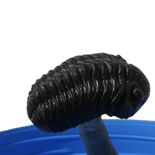Trilobite Fossil on Stone Stand - U#16 - 3/4" from The Rock Space