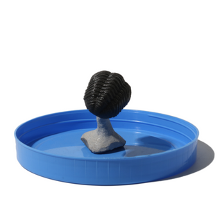 Trilobite Fossil on Stone Stand - U#16 - 3/4"    from Stonebridge Imports