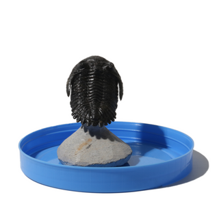 Trilobite Fossil on Stone Stand - U#17 - 2 1/4" from The Rock Space