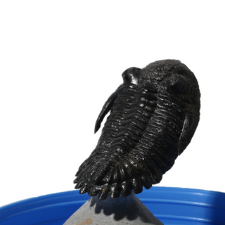 Trilobite Fossil on Stone Stand - U#17 - 2 1/4" from Stonebridge Imports
