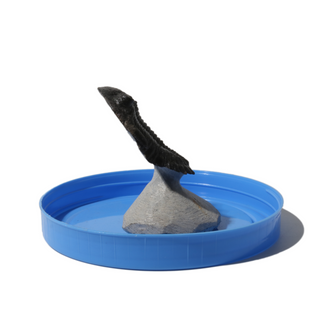 Trilobite Fossil on Stone Stand - U#17 - 2 1/4"    from Stonebridge Imports