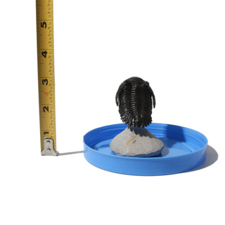 Trilobite Fossil on Stone Stand - U#17 - 2 1/4"    from Stonebridge Imports