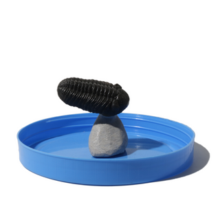 Trilobite Fossil on Stone Stand - U#18 - 2" from The Rock Space