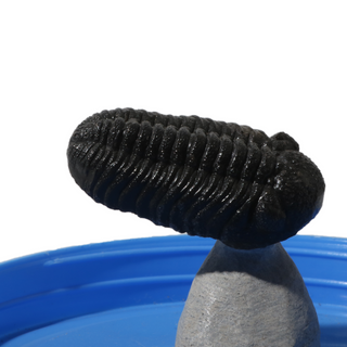 Trilobite Fossil on Stone Stand - U#18 - 2"