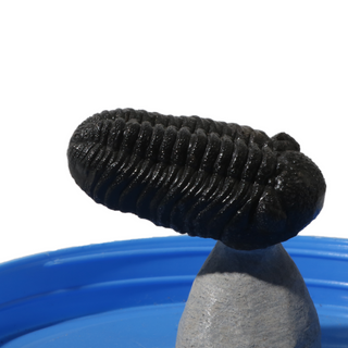 Trilobite Fossil on Stone Stand - U#18 - 2" from The Rock Space