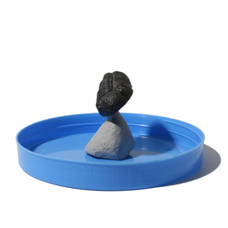 Trilobite Fossil on Stone Stand - U#18 - 2"    from Stonebridge Imports