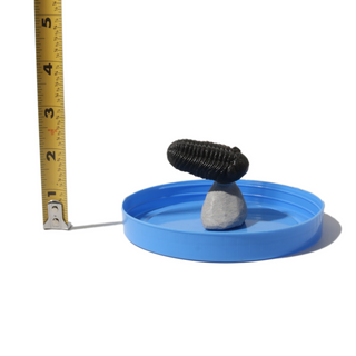 Trilobite Fossil on Stone Stand - U#18 - 2"    from Stonebridge Imports