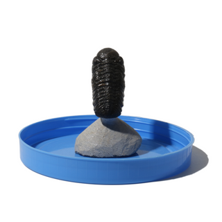 Trilobite Fossil on Stone Stand - U#19 - 2" from The Rock Space