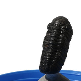 Trilobite Fossil on Stone Stand - U#19 - 2" from The Rock Space