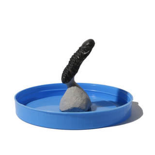 Trilobite Fossil on Stone Stand - U#19 - 2"    from Stonebridge Imports