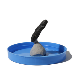 Trilobite Fossil on Stone Stand - U#19 - 2" from The Rock Space