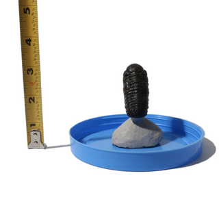 Trilobite Fossil on Stone Stand - U#19 - 2" from The Rock Space