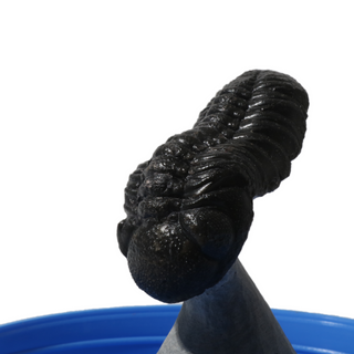 Trilobite Fossil on Stone Stand - U#20 - 2" from The Rock Space