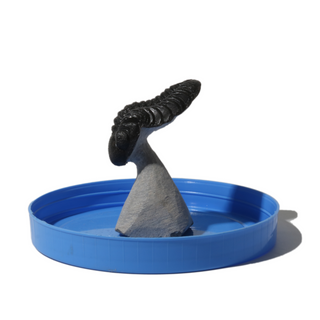 Trilobite Fossil on Stone Stand - U#20 - 2"    from Stonebridge Imports