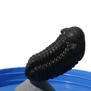 Trilobite Fossil on Stone Stand - U#21 - 2" from The Rock Space