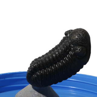 Trilobite Fossil on Stone Stand - U#21 - 2"    from The Rock Space