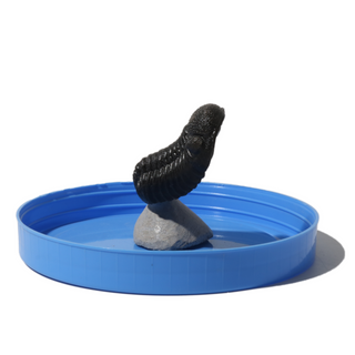 Trilobite Fossil on Stone Stand - U#21 - 2"    from Stonebridge Imports