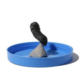 Trilobite Fossil on Stone Stand - U#21 - 2"    from Stonebridge Imports