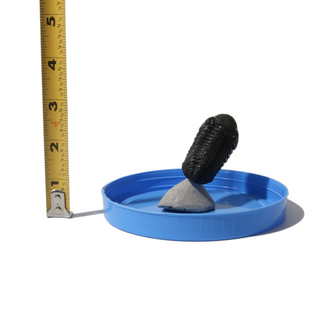 Trilobite Fossil on Stone Stand - U#21 - 2"    from Stonebridge Imports