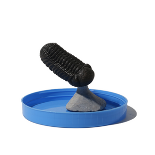 Trilobite Fossil on Stone Stand - U#25 - 2 1/2" from The Rock Space