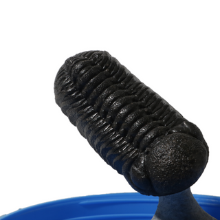 Trilobite Fossil on Stone Stand - U#25 - 2 1/2" from The Rock Space