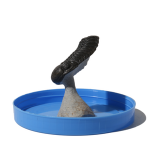Trilobite Fossil on Stone Stand - U#25 - 2 1/2"    from Stonebridge Imports