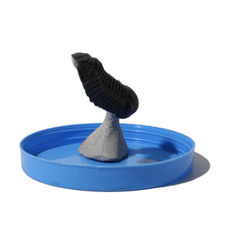 Trilobite Fossil on Stone Stand - U#25 - 2 1/2"    from Stonebridge Imports
