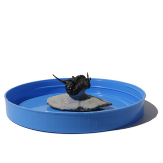 Trilobite Fossil on Stone Stand - U#26 - 1"    from Stonebridge Imports