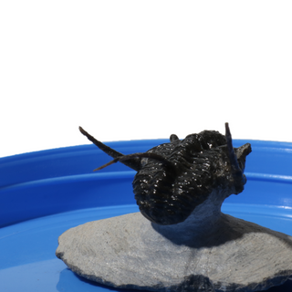 Trilobite Fossil on Stone Stand - U#26 - 1"    from Stonebridge Imports