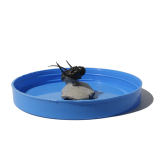 Trilobite Fossil on Stone Stand - U#26 - 1"    from Stonebridge Imports