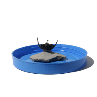Trilobite Fossil on Stone Stand - U#26 - 1"    from Stonebridge Imports