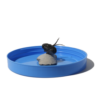Trilobite Fossil on Stone Stand - U#26 - 1"    from Stonebridge Imports