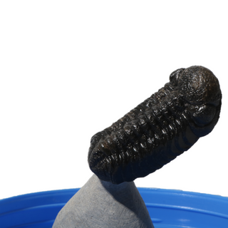 Trilobite Fossil on Stone Stand - U#27 - 1" from The Rock Space