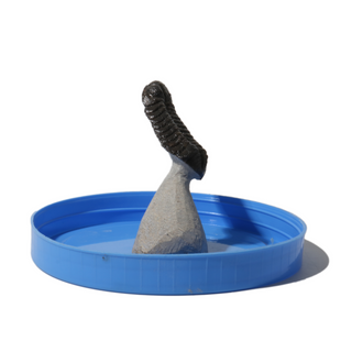 Trilobite Fossil on Stone Stand - U#27 - 1"    from Stonebridge Imports