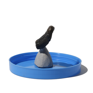 Trilobite Fossil on Stone Stand - U#27 - 1"    from Stonebridge Imports