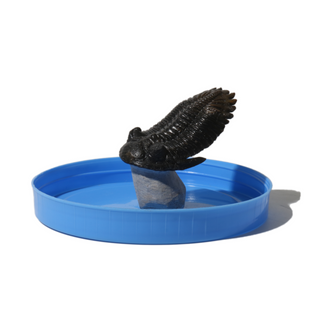 Trilobite Fossil on Stone Stand - U#28 - 2 1/2"    from Stonebridge Imports