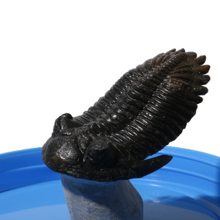 Trilobite Fossil on Stone Stand - U#28 - 2 1/2"    from Stonebridge Imports