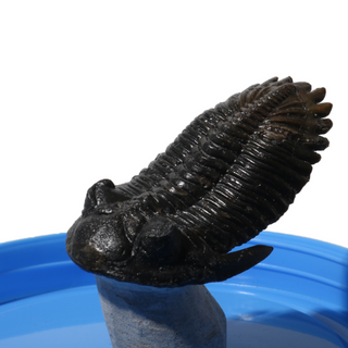 Trilobite Fossil on Stone Stand - U#28 - 2 1/2"    from The Rock Space