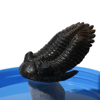 Trilobite Fossil on Stone Stand - U#28 - 2 1/2" from The Rock Space