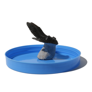 Trilobite Fossil on Stone Stand - U#28 - 2 1/2"    from Stonebridge Imports
