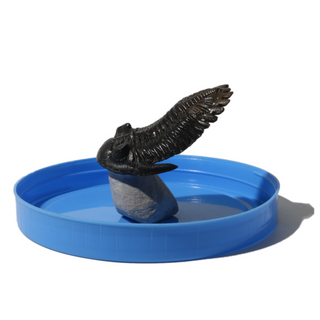 Trilobite Fossil on Stone Stand - U#28 - 2 1/2"    from Stonebridge Imports