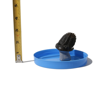 Trilobite Fossil on Stone Stand - U#28 - 2 1/2"    from Stonebridge Imports