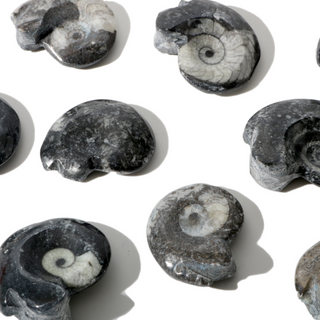 Goniatite Fossil - Pack of 10 - 1 1/2"    from Stonebridge Imports